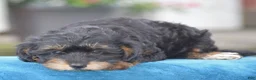 Yorkiepoo dogs for sale: Adora - Ad 8