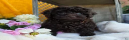 Toy Poodle dogs for sale: Callie - Ad 7