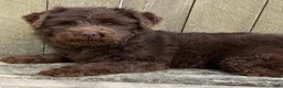 Mini Bernedoodle dogs for sale: 💗IN BOSTON MASSACHUSETTS AREA💗TINY CHOCOLATE DOODLE GIRL💗 - Ad 4