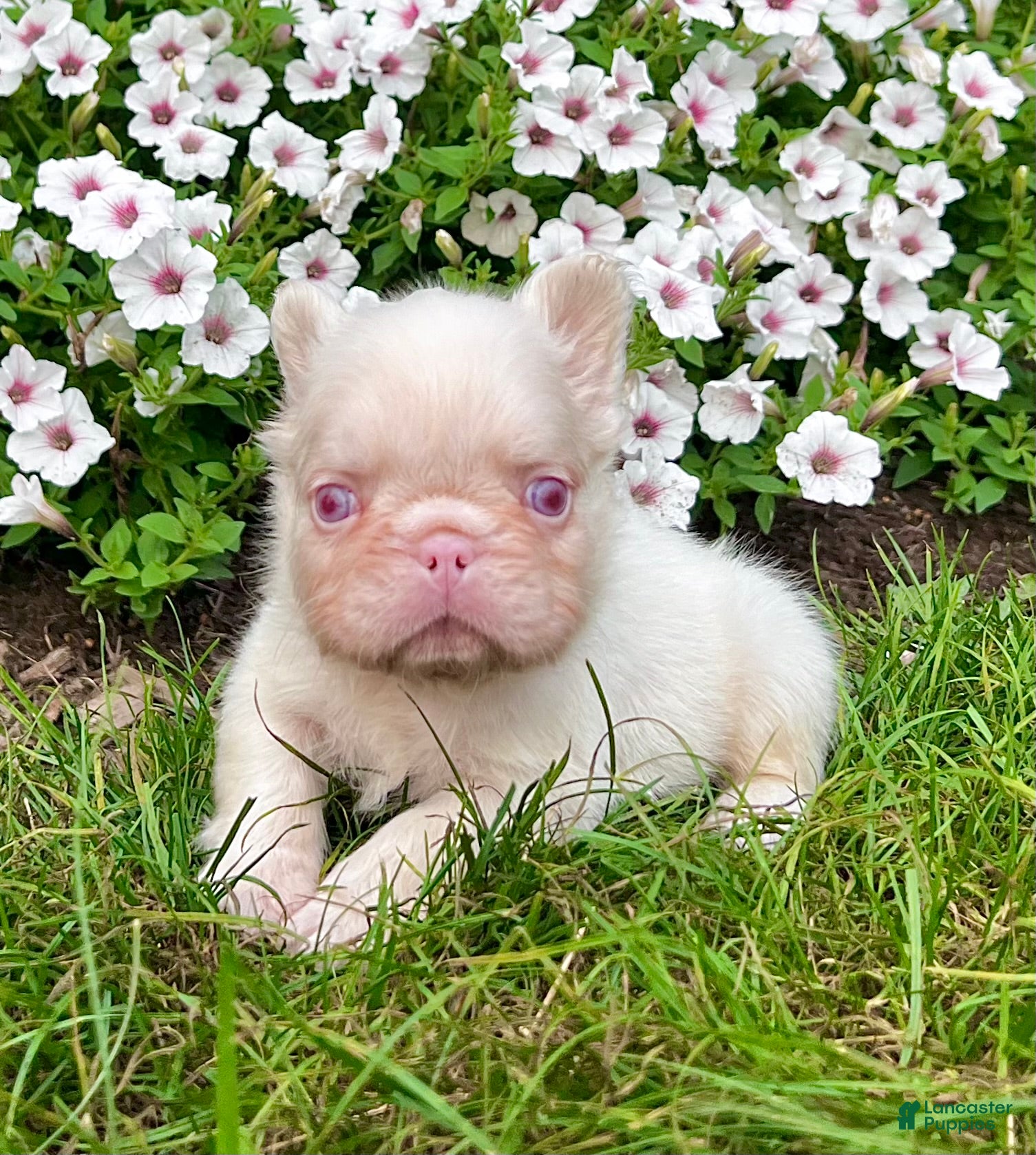 French Bulldog dogs Champ Pink - Ad 2