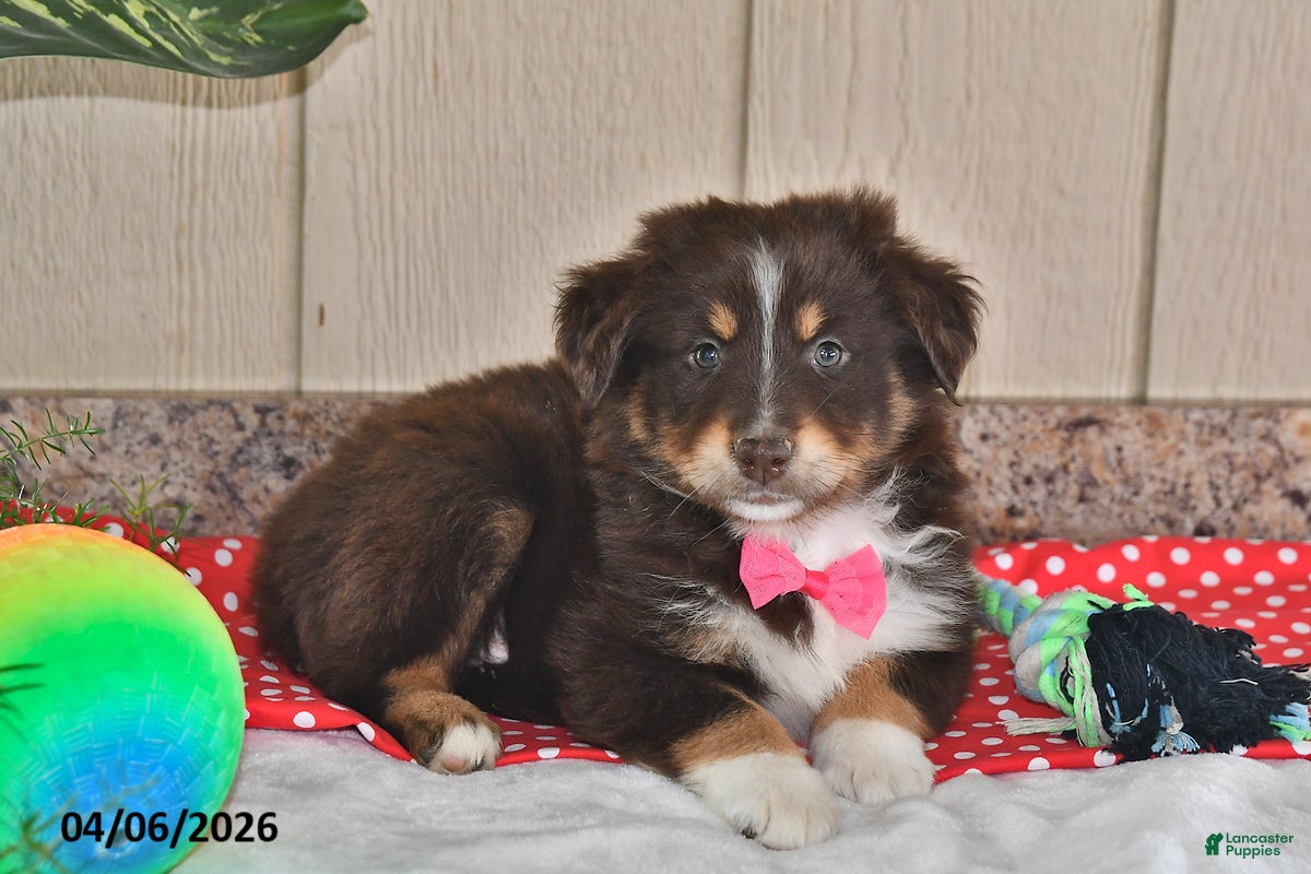 Australian Shepherd dogs Roxy - Ad 1