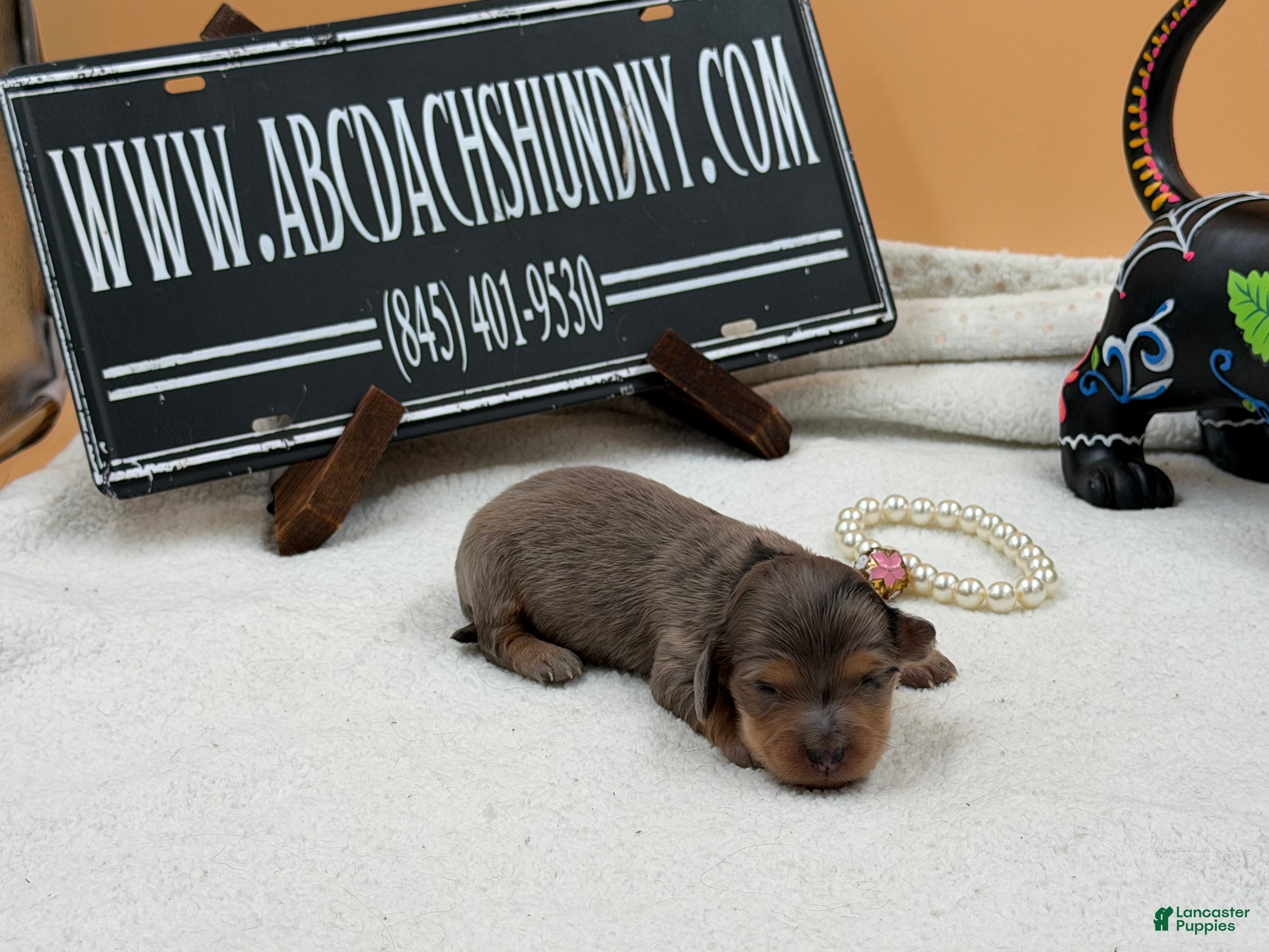Miniature Dachshund dogs Rare faux blue dapple GCH ch sired - Ad 27