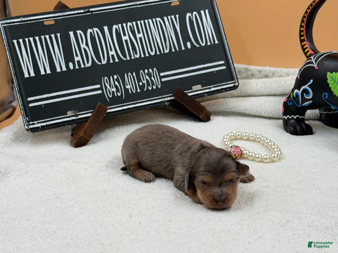 Miniature Dachshund dogs for sale: Rare faux blue dapple GCH ch sired - Ad 1