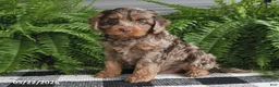 Cavapoo dogs for sale: Vance - Ad 3
