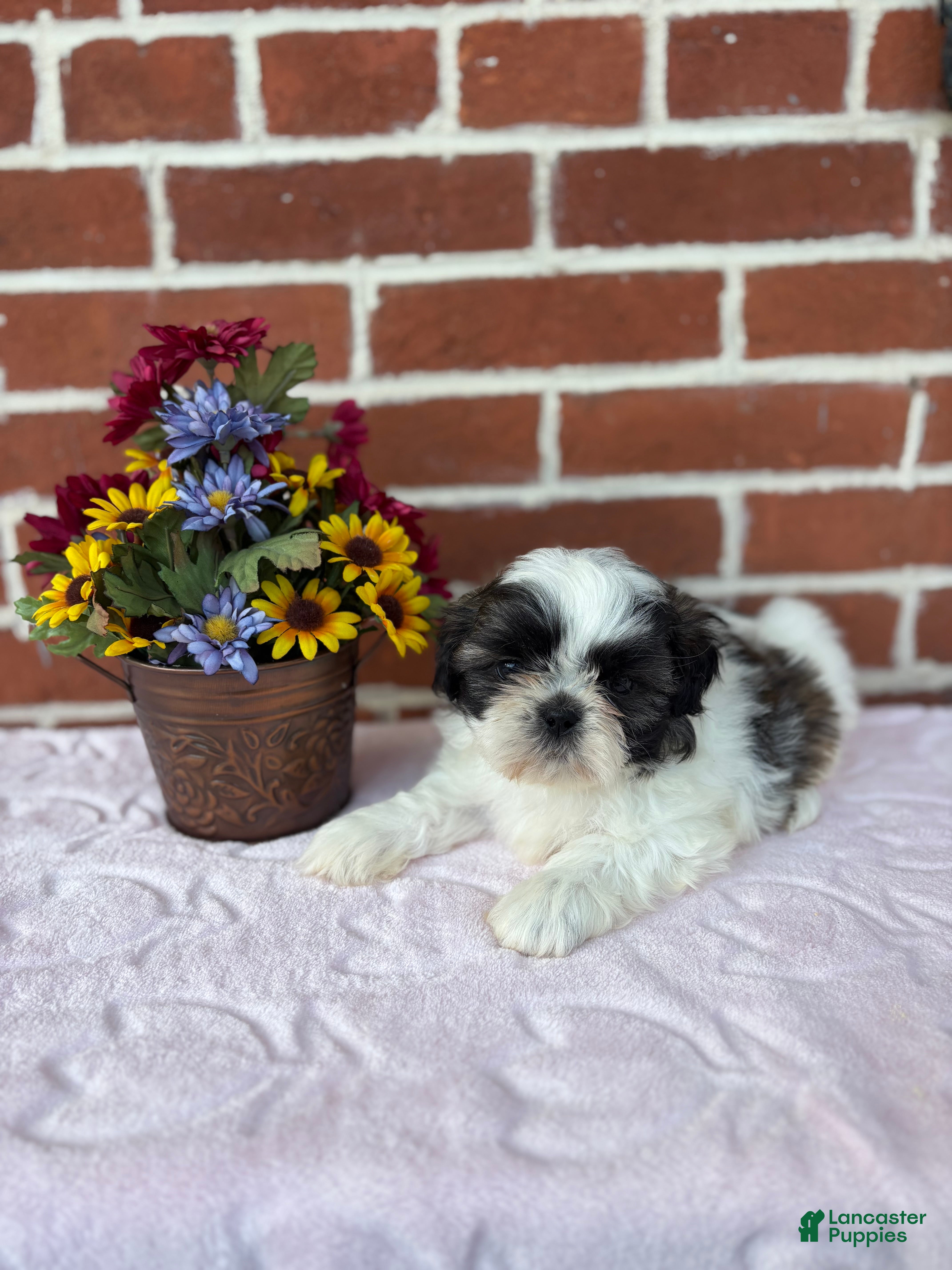 Shih Tzu dogs Wendy - Ad 2