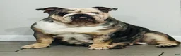 English Bulldog dogs for sale: Tesla - Ad 3