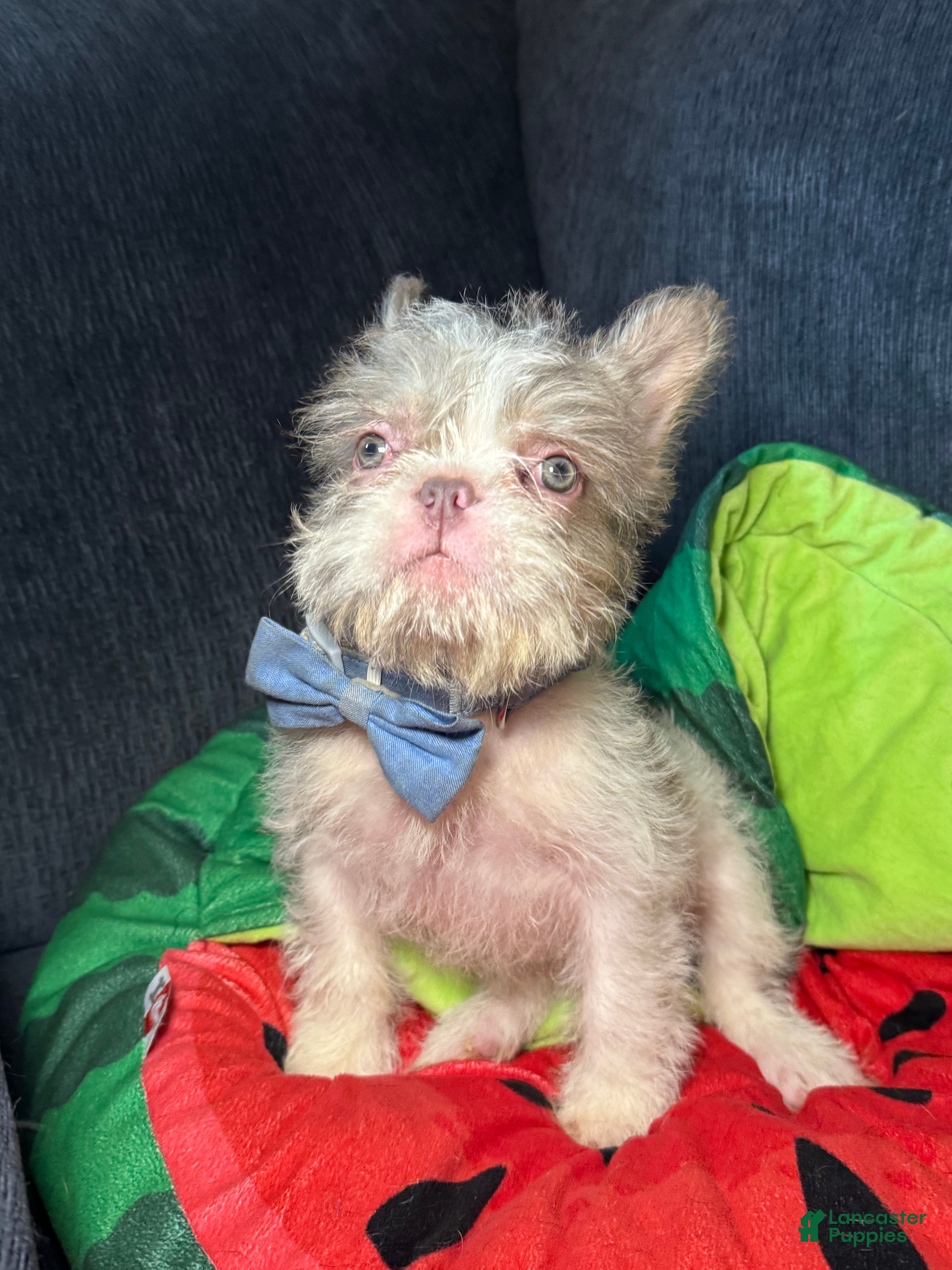 French Bulldog dogs Adam  - Ad 2