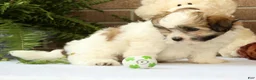 Shih Tzu dogs for sale: Brett - Ad 5