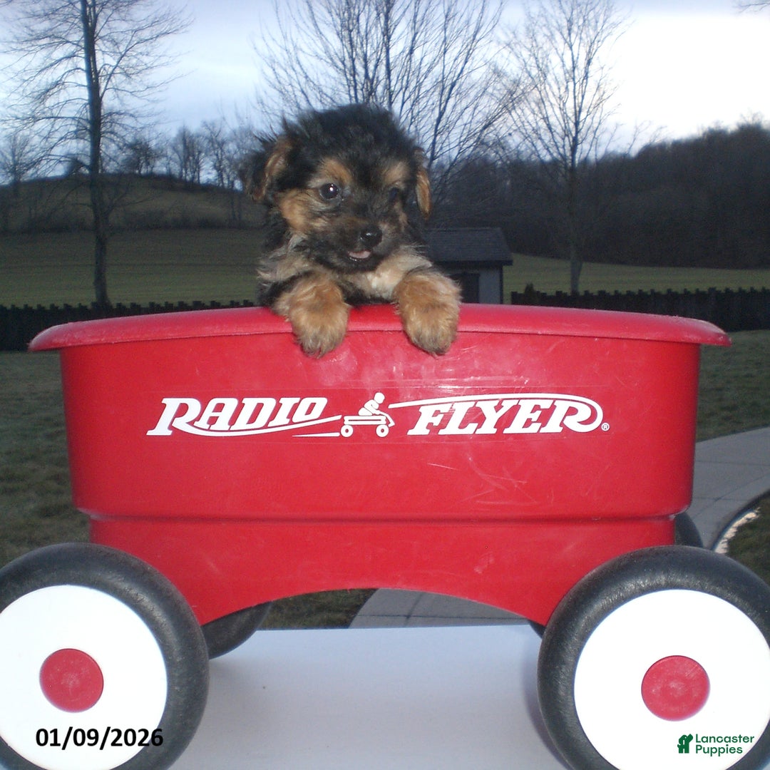 Yorkiepoo dogs for sale: Theo - Ad 22