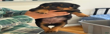 Rottweiler Puppy 6