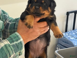 Rottweiler dogs Rottweiler Puppy 6 - Ad 9