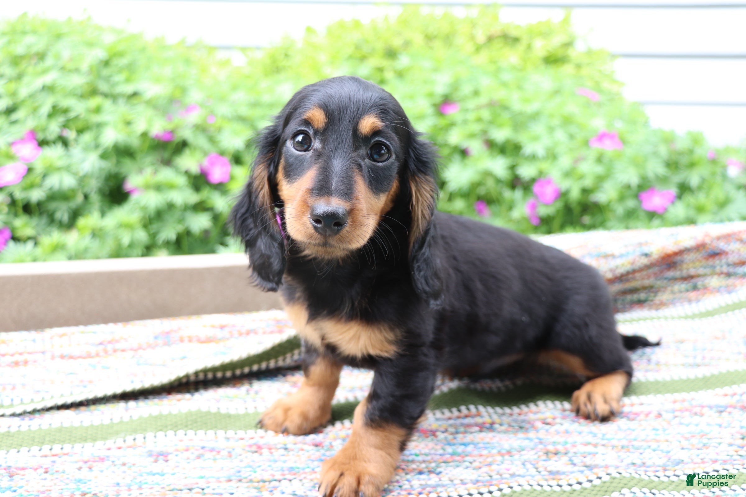 Miniature Dachshund dogs Fudge - Ad 1