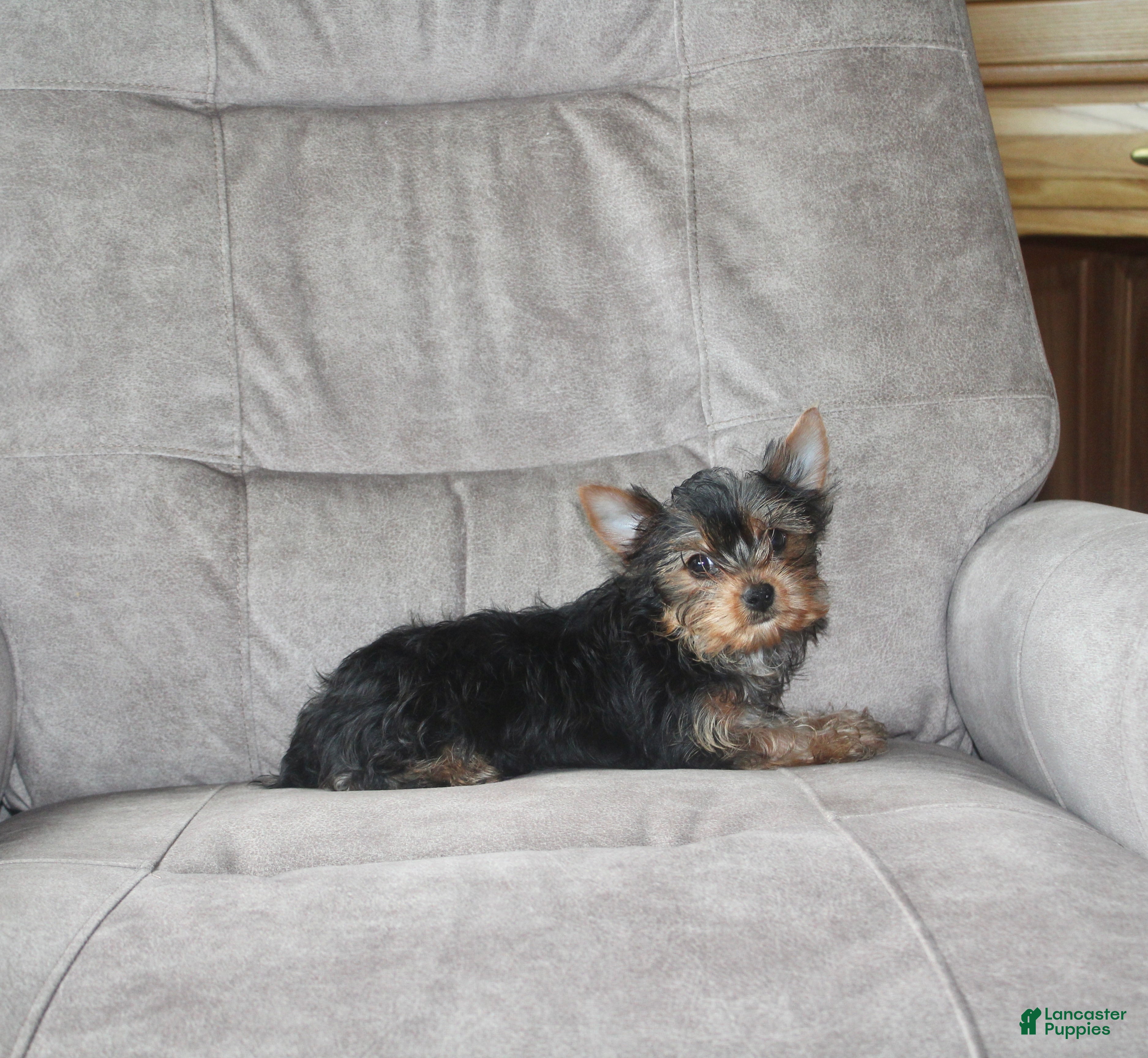Yorkshire Terrier dogs Petunia - Ad 1