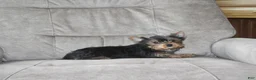 Yorkshire Terrier dogs for sale: Petunia - Ad 1