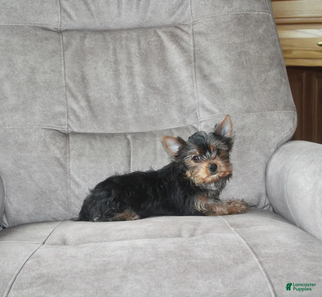 Yorkshire Terrier dogs for sale: Petunia - Ad 1