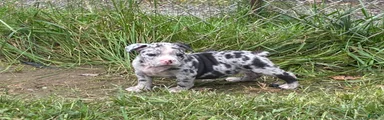 Olde English Bulldogge 4