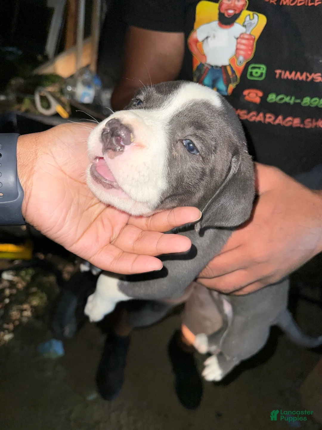 American Pit Bull Terrier dogs for sale: American Pit Bull Terrier Puppy 2 - Ad 1