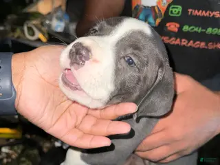 American Pit Bull Terrier dogs for sale: American Pit Bull Terrier Puppy 2 - Ad 3