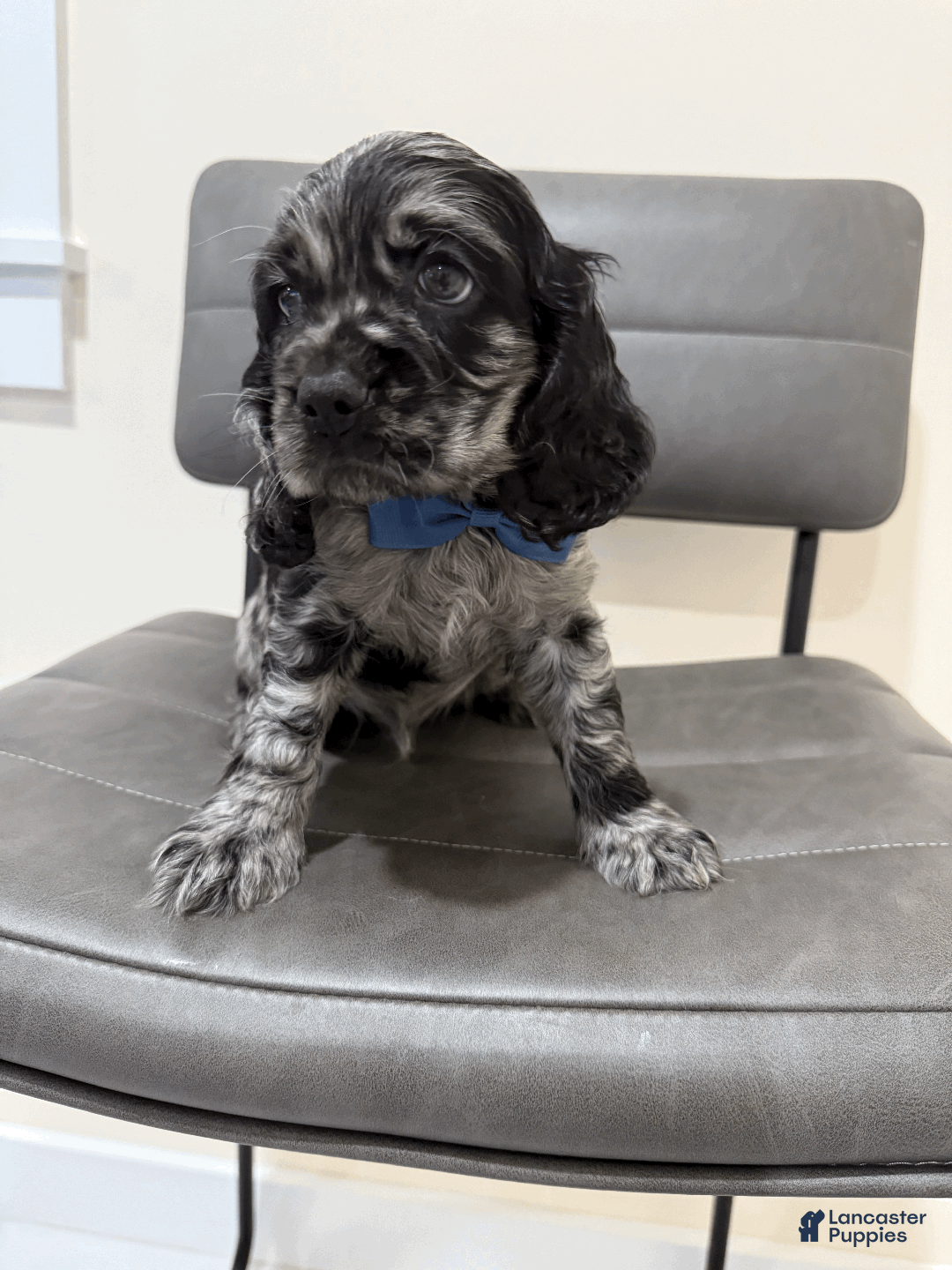 Cocker Spaniel dogs for sale: coconut  - Ad 2