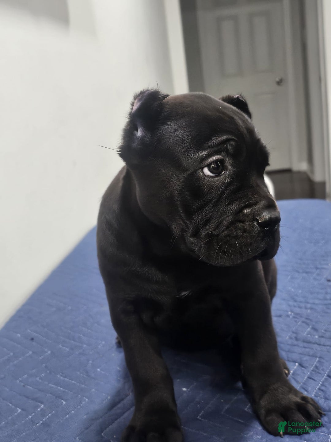 Cane Corso dogs for sale: CANDY - Ad 3