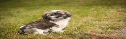 Havanese dogs for sale:  Snickerdoodle - Ad 2