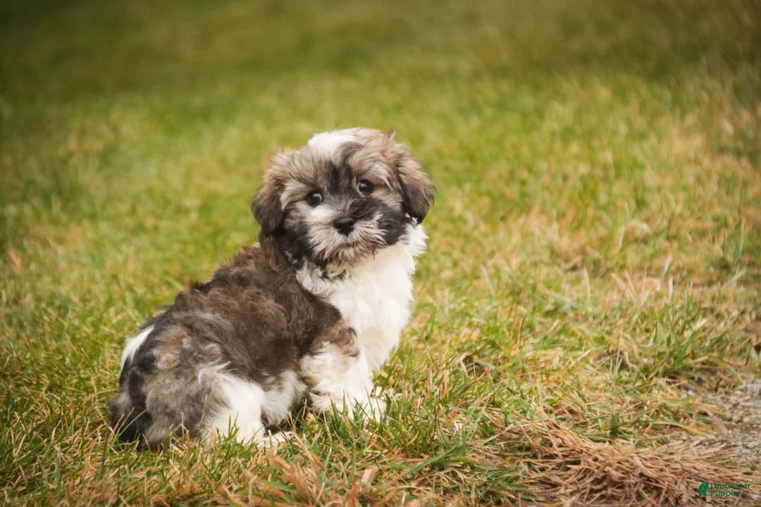 Havanese dogs for sale:  Snickerdoodle - Ad 2