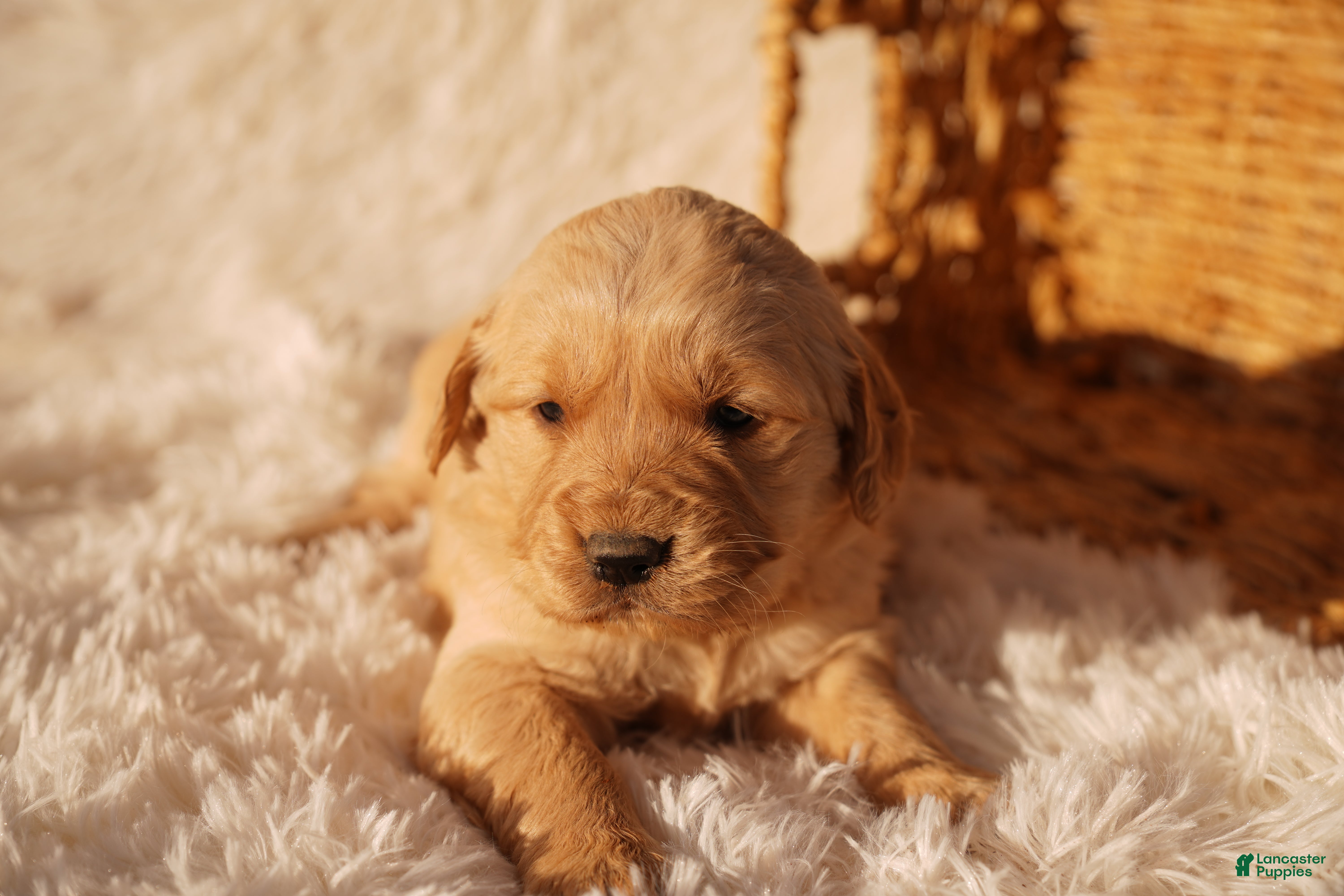 Golden Retriever dogs Liv - AKC, Genetically Clear - Ad 4