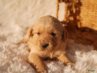 Golden Retriever dogs Liv - AKC, Genetically Clear - Ad 4