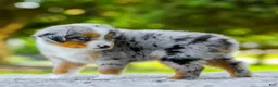 Miniature Australian Shepherd dogs for sale: Lynn - Ad 4