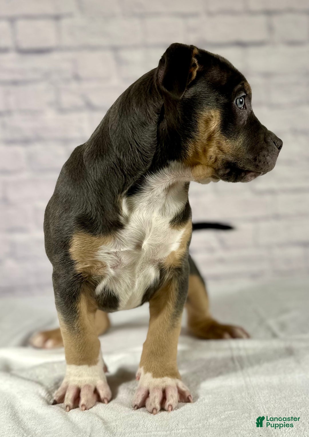 American Bully dogs for sale: Maggie - Ad 3