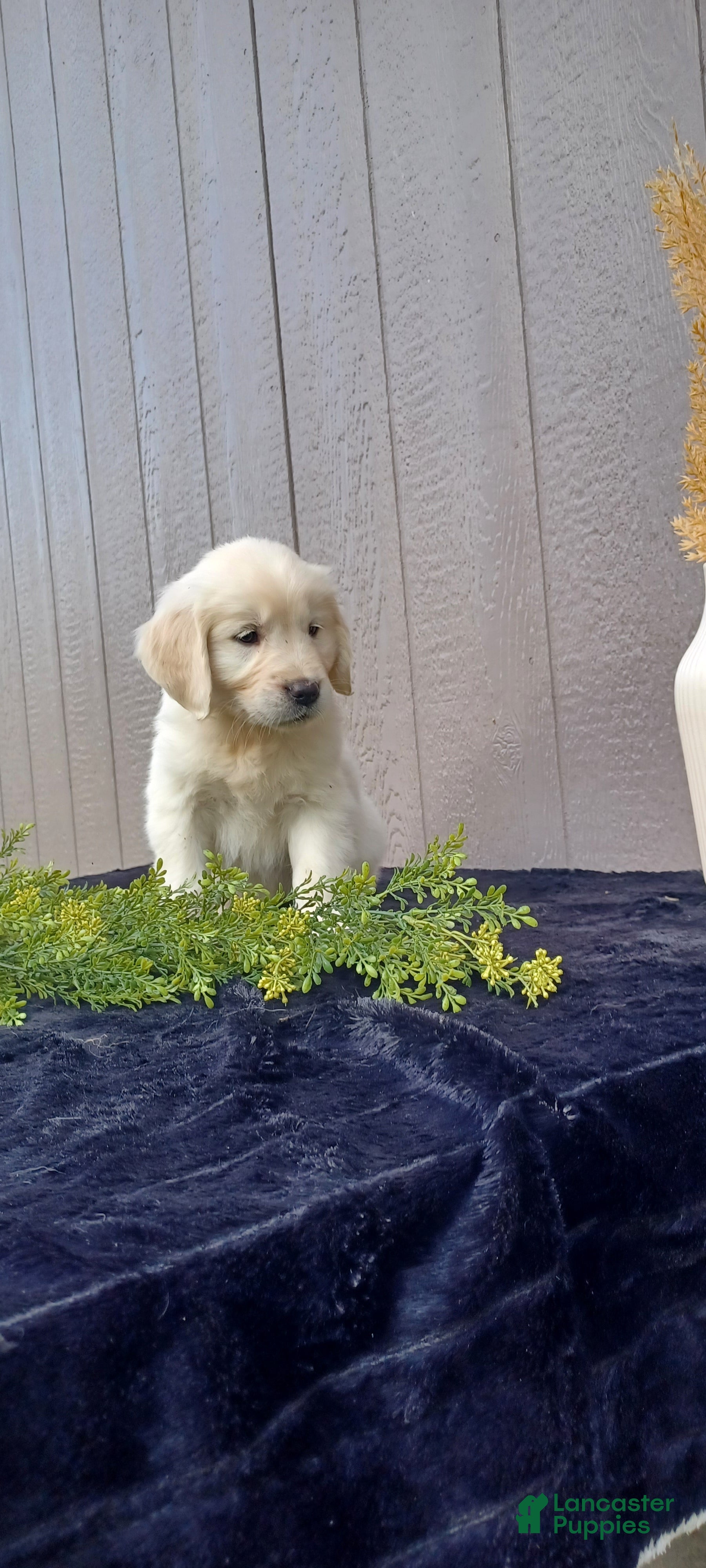 Golden Retriever dogs Audery - Ad 1