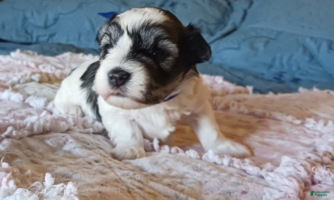Miniature Schnauzer dogs for sale: Mia's Blue Ribbon Boy  - Ad 4
