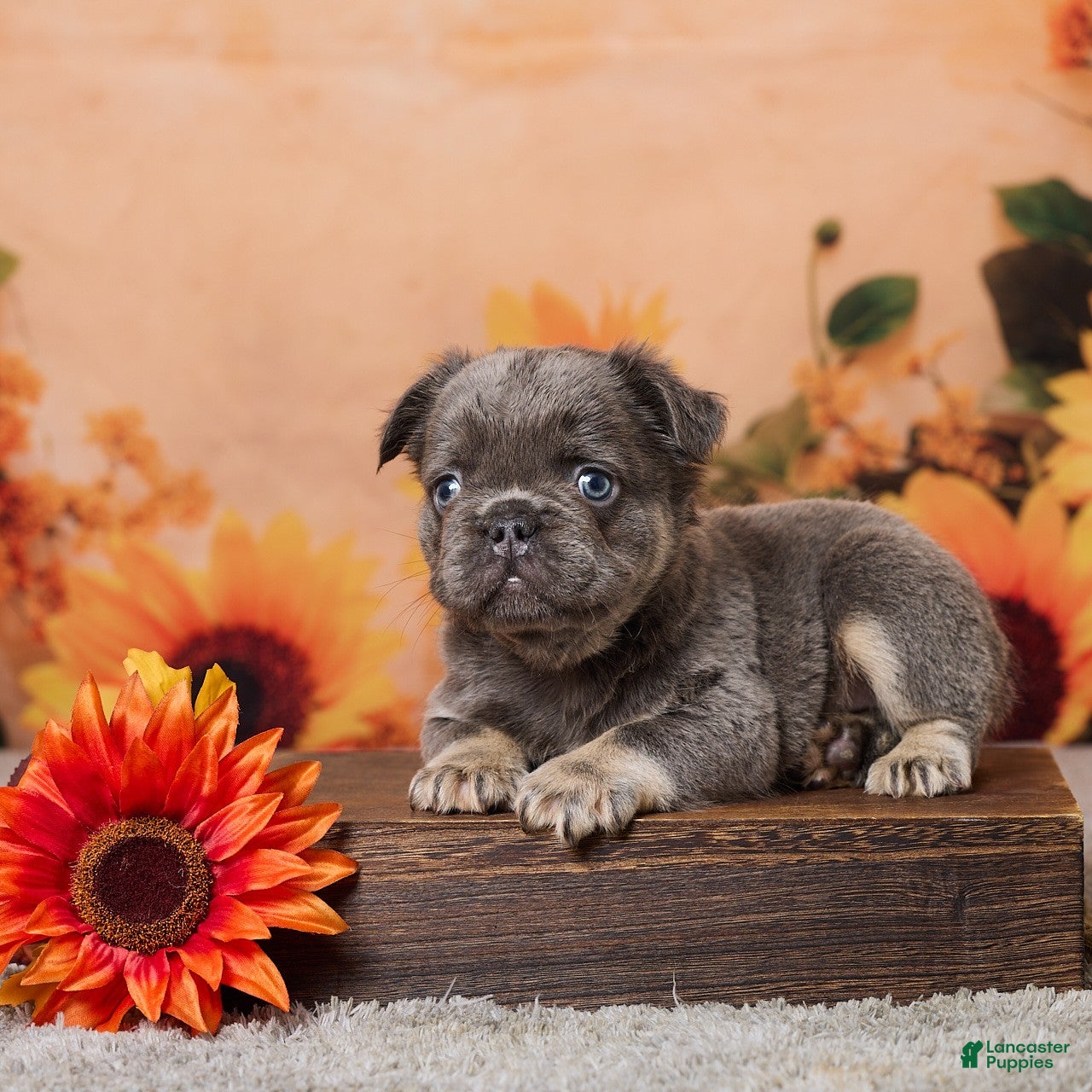 French Bulldog dogs for sale: Bingo - Ad 1