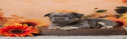 French Bulldog dogs for sale: Bingo - Ad 1