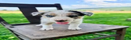 Border Collie dogs for sale: Oliver - Ad 1