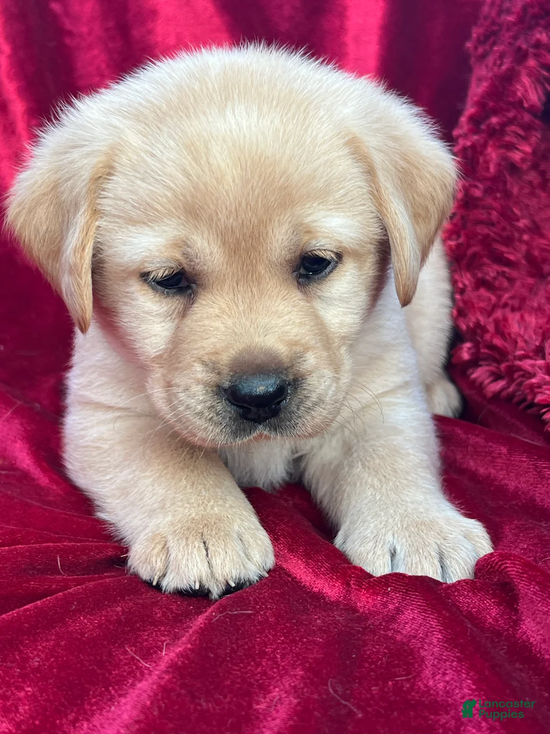Labrador Retriever dogs for sale: Yellow Girl - Ad 1