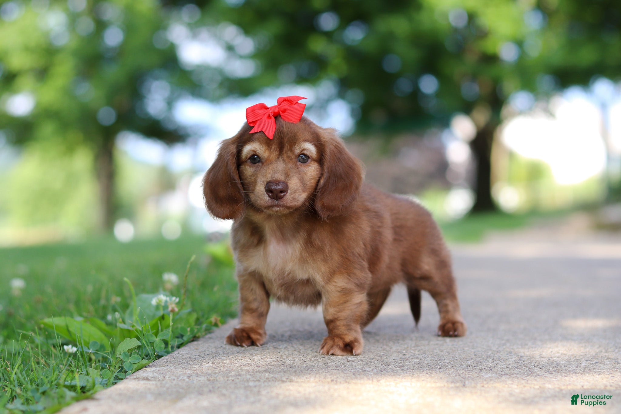 Miniature Dachshund dogs Sacajawea - Ad 2