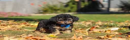 Miniature Poodle dogs for sale: Rambo 🐾 - Ad 6