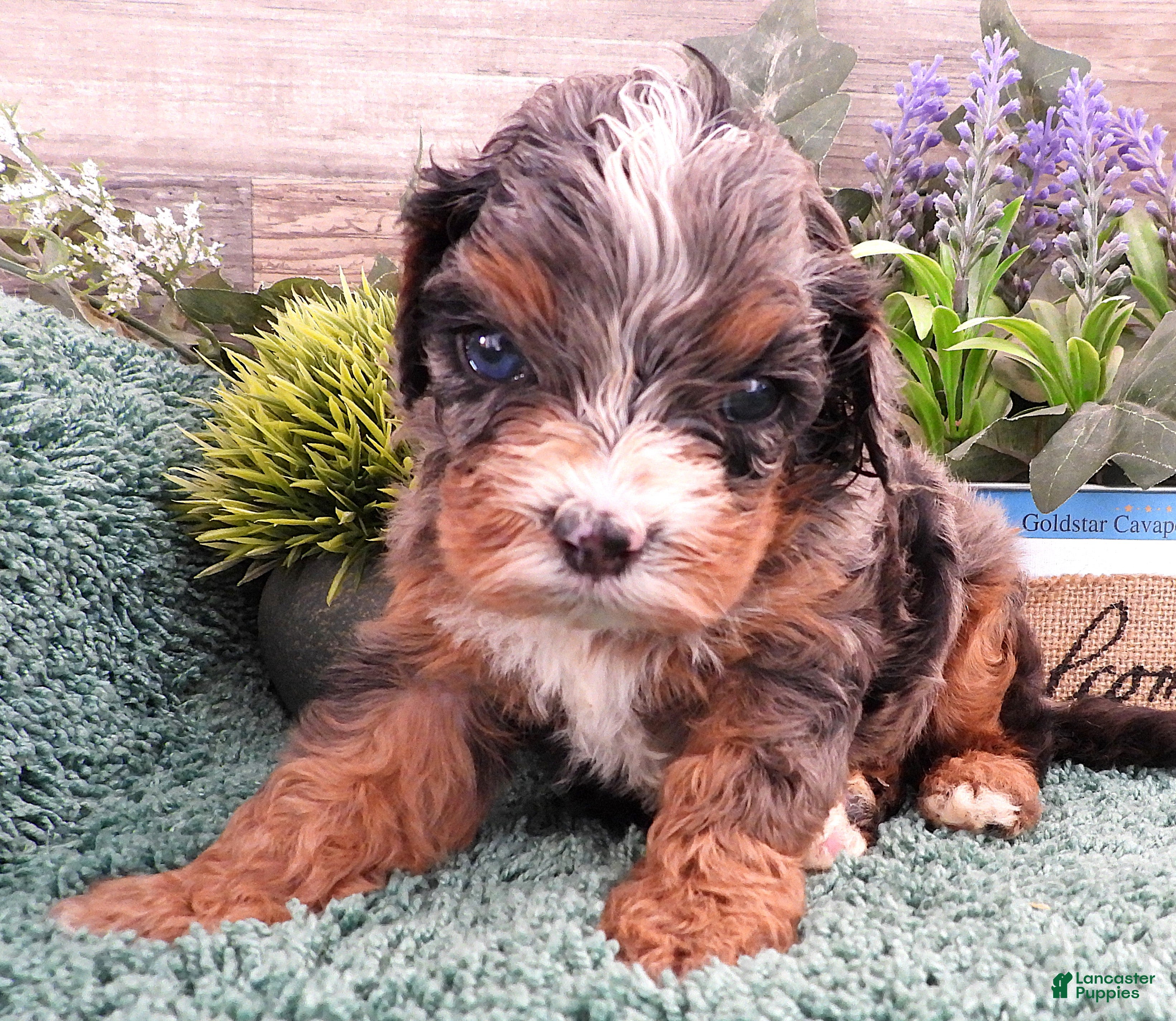 Cavapoo dogs Cavapoo Blue Merle Male #6 (Autumn's) - Ad 31
