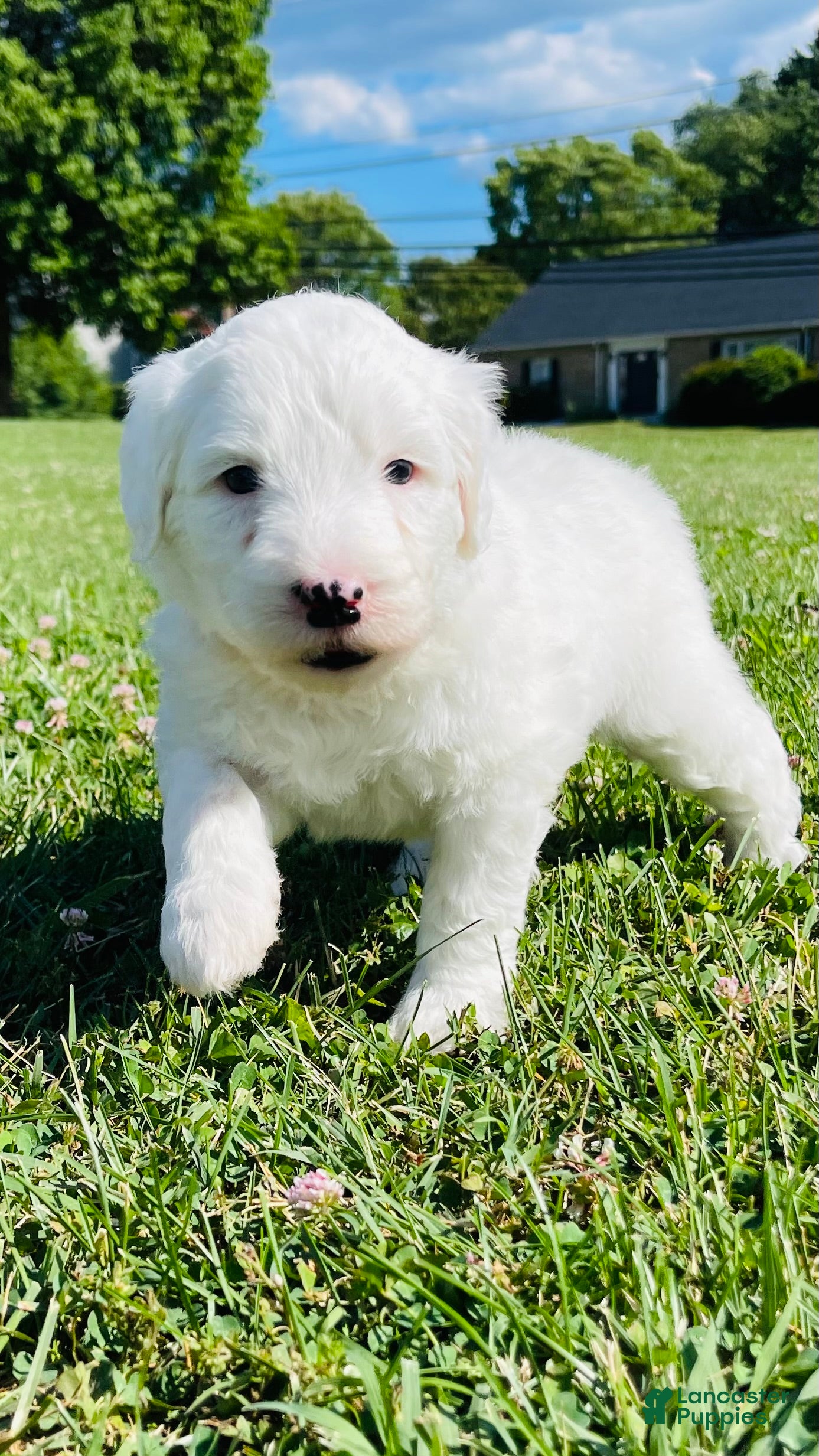 Sheepadoodle dogs Angel  - Ad 19