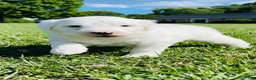 Sheepadoodle dogs for sale: Angel  - Ad 9