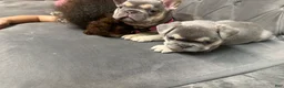 French Bulldog dogs for sale: Dolce  - Ad 2