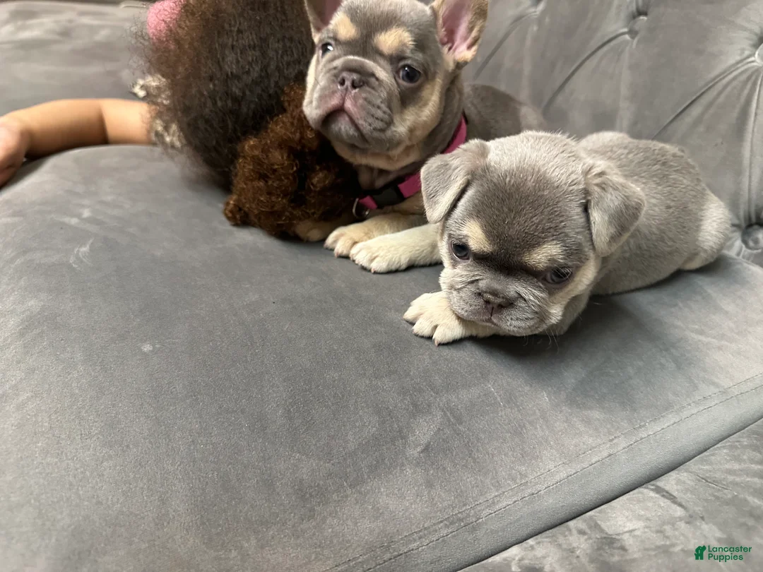 French Bulldog dogs for sale: Dolce  - Ad 2