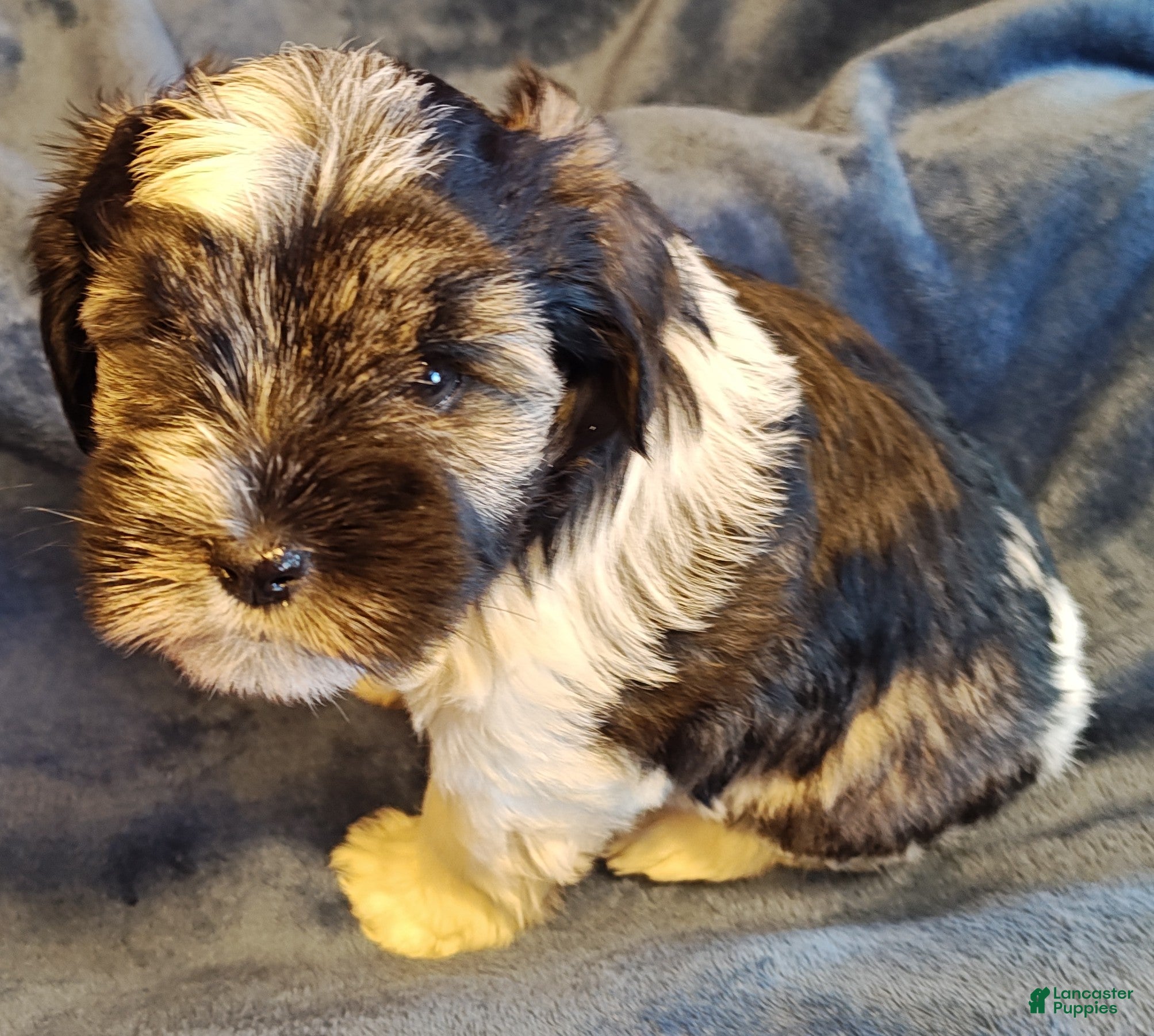 Miniature Schnauzer dogs Miniature Schnauzer Girl 1 - Ad 39