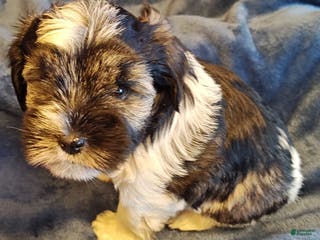 Miniature Schnauzer dogs Miniature Schnauzer Girl 1 - Ad 5