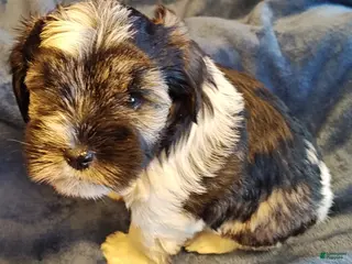 Miniature Schnauzer dogs Miniature Schnauzer Girl 1 - Ad 42