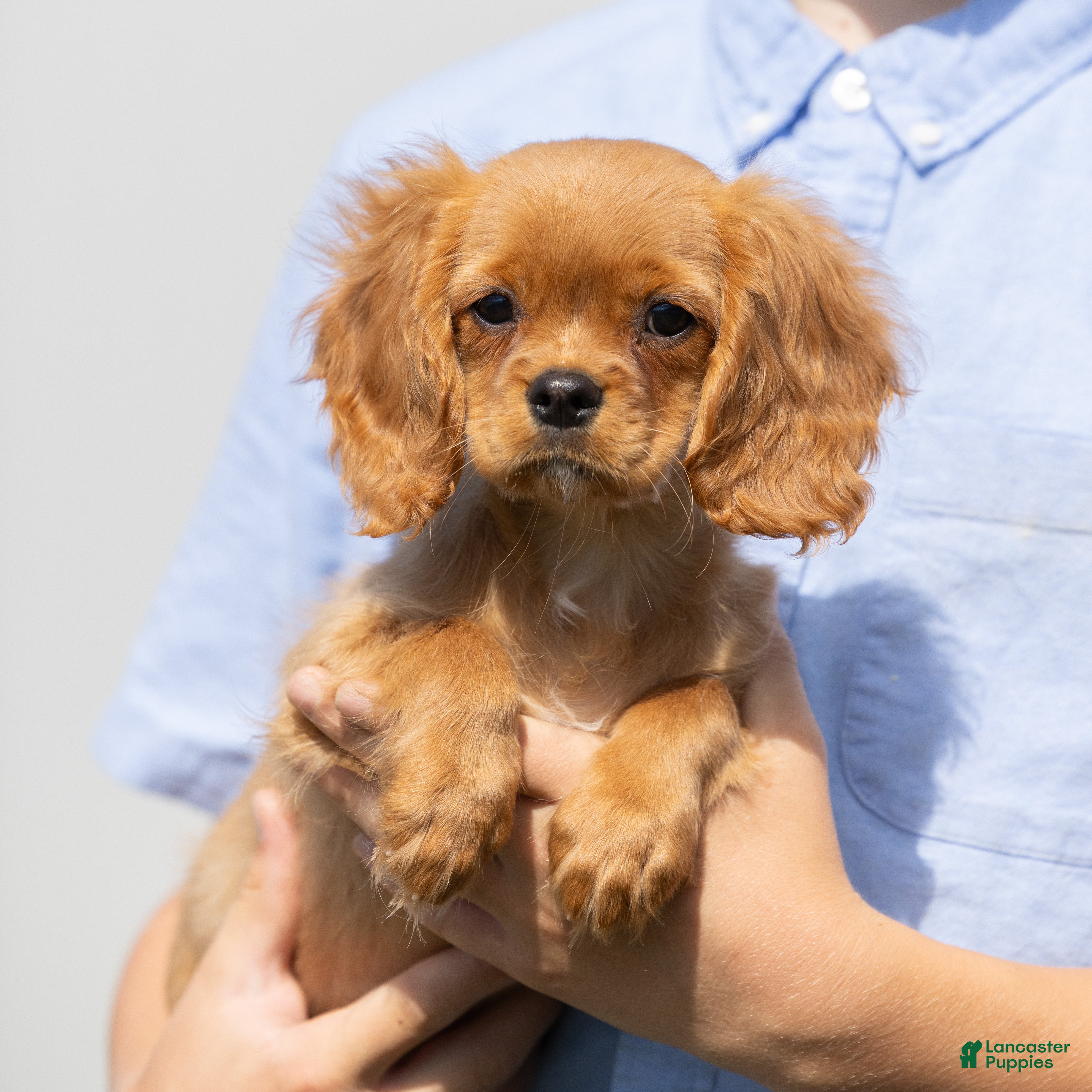 Cavalier King Charles Spaniel dogs Zephyr - Ad 2