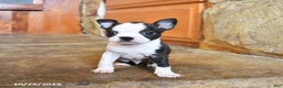 Boston Terrier dogs for sale: Bentley - Ad 2