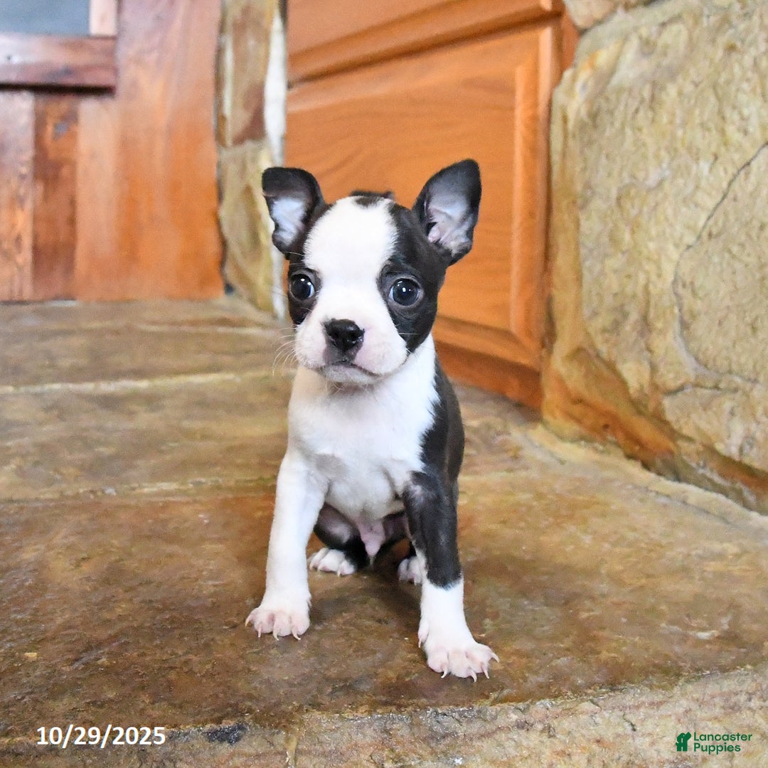 Boston Terrier dogs for sale: Bentley - Ad 2