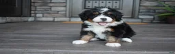 Mini Bernedoodle dogs for sale: Cody - Ad 7